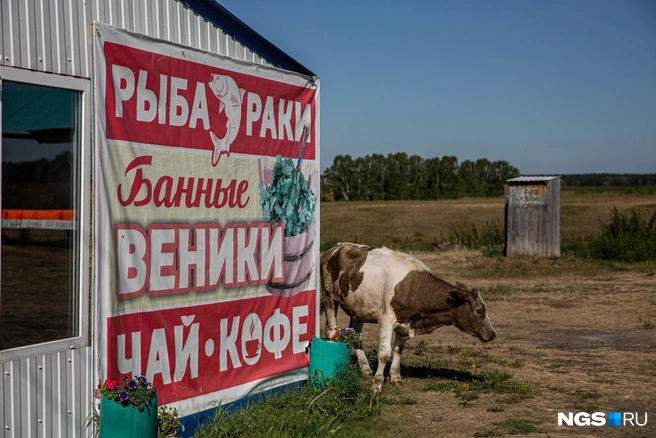 Жители устали от скота | Источник: Александр Ощепков / NGS.RU