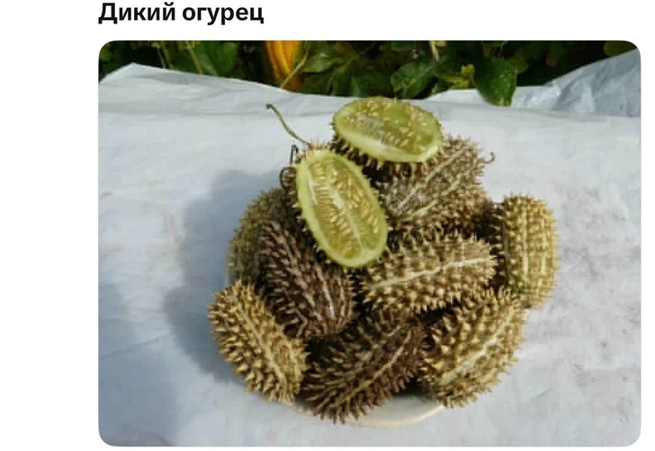 Вы — дикий огурец! Что за новый мем, который хайпит в Сети | maximonline.ru