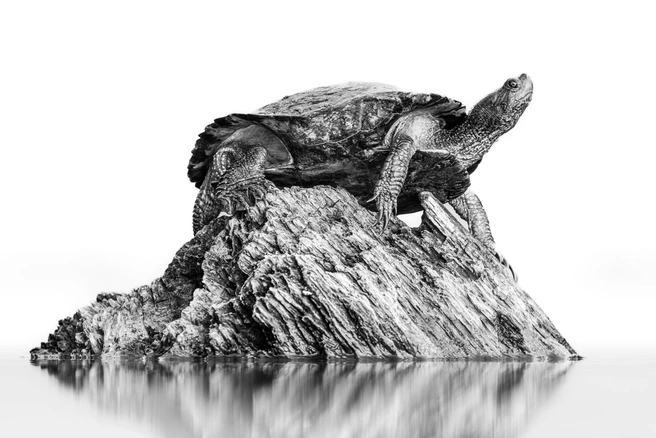 Черно-белая природа от лидера номинации Кристофера Бейкера | Источник: Christopher Baker / worldnaturephotographyawards.com