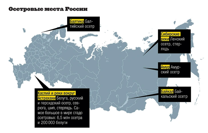 Инфографика: черный рынок