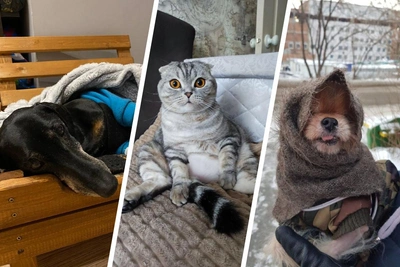 Как питомцы новосибирцев переживают морозы: теплые пледы и батареи