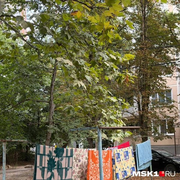 Источник: Вера Борисова / MSK1.RU