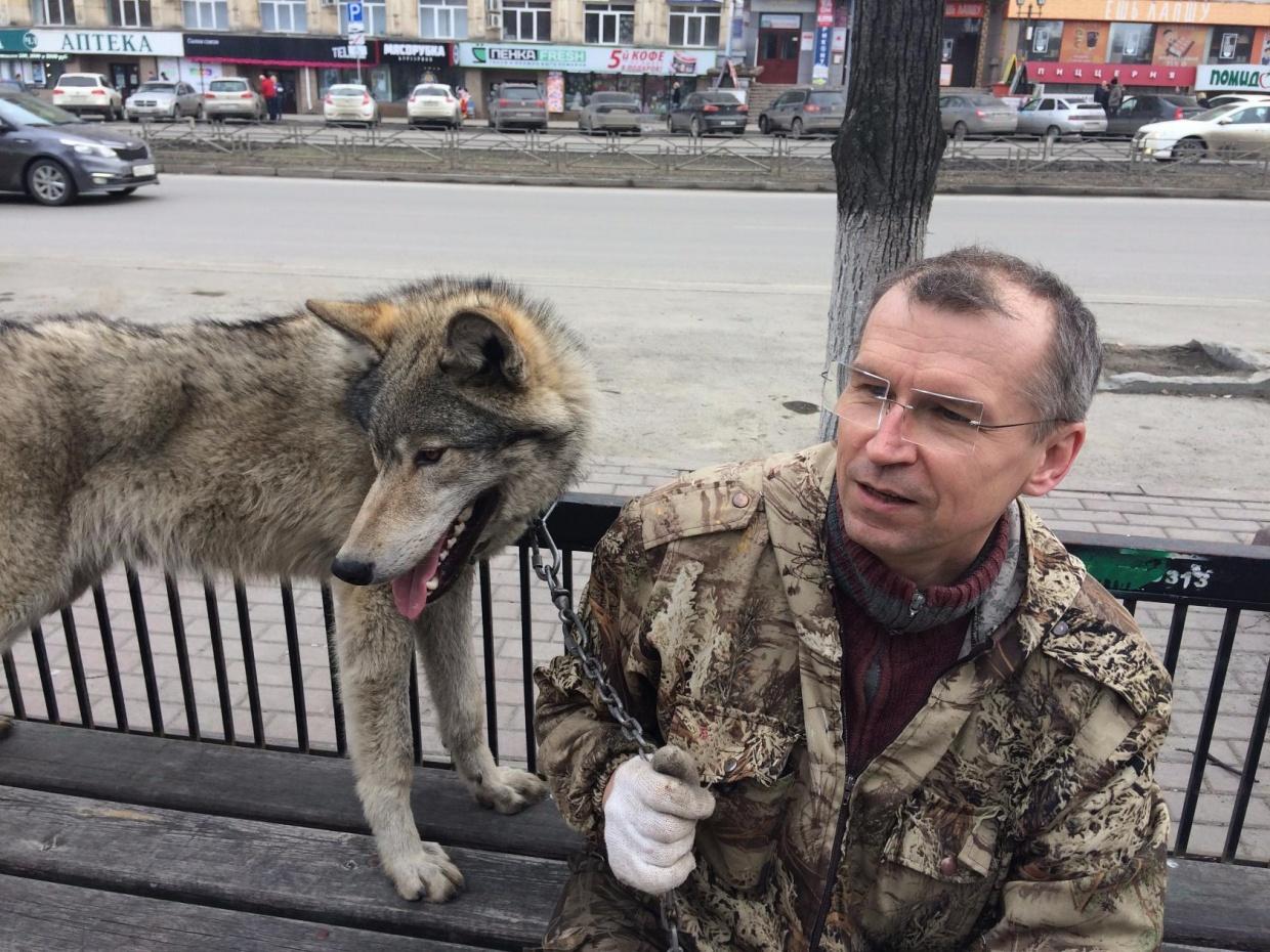 Хозяин волка готовит иск о клевете к матери покусанного в парке Челябинска  ребёнка — суд взыскал с него компенсацию морального вреда, 27 ноября 2019  года - 27 ноября 2019 - 74.ру