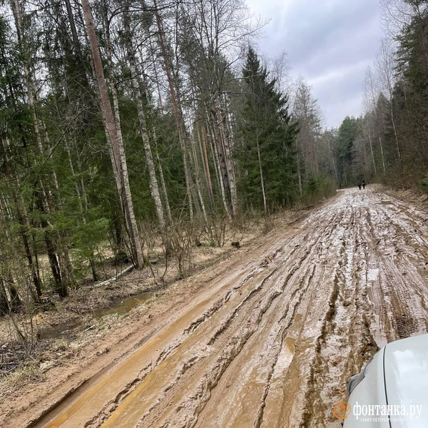 Вместо проезда — реки грязи. Жители поселка во Всеволожском районе пожаловались на убитую «дорогу» | Источник: читатель «Фонтанки»