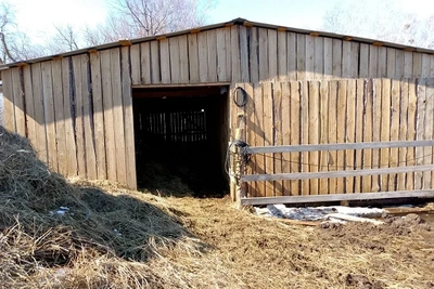 Ветеран СВО развивает молочное хозяйство в Приамурье