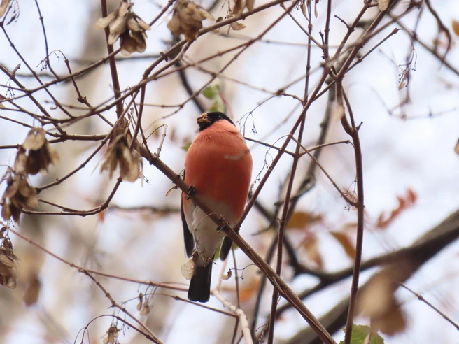 Толстенькими птицы кажутся из-за густого оперения с тёплым пухом | Источник: Людмила Буднева