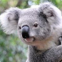 Аватарка Fortunex