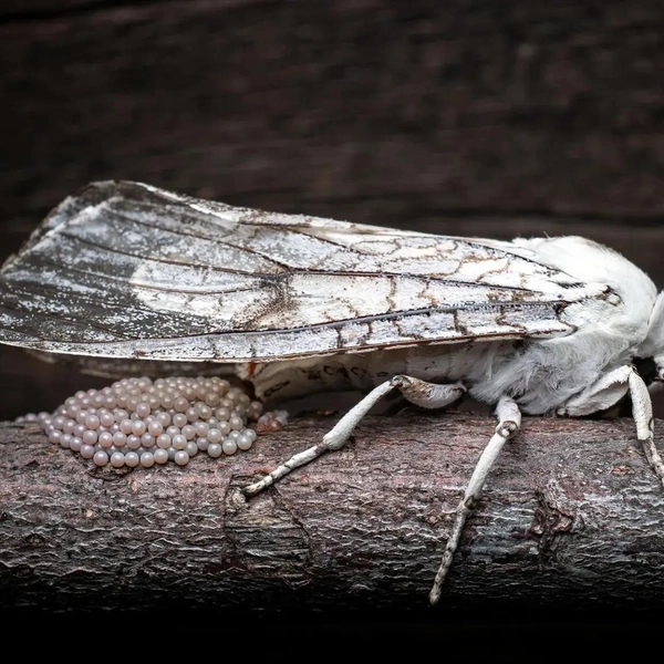 Финалист в номинации «Поведение насекомых» | Источник: Julian Lobo-Guerrero / Royal Entomological Society 2024 Photography Competition