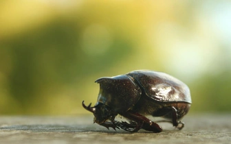 Чудеса эволюции: как жуки-навозники стали питаться гниющей плотью