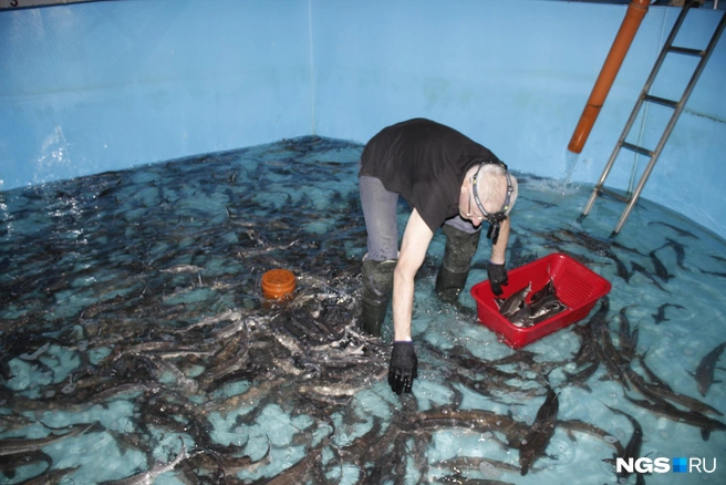 Отбор стерляди товарного размера проходит буквально вручную | Источник: Стас Соколов/NGS.RU