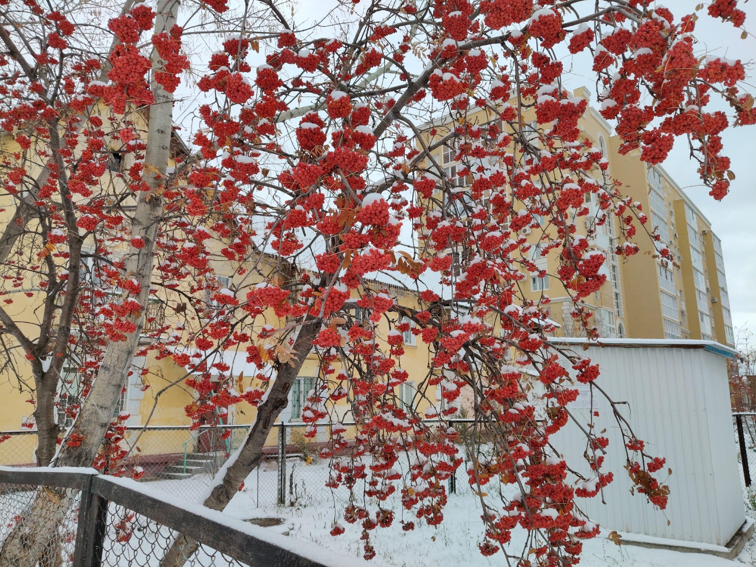 Тольятти припорошило первым снегом. Много фото