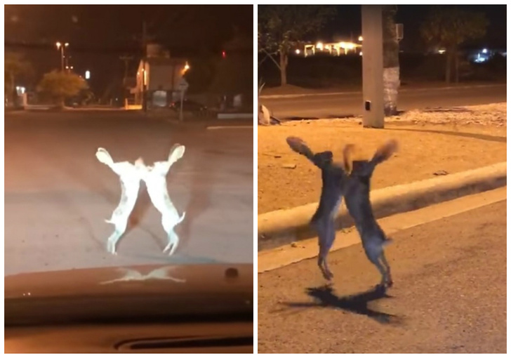 Драка двух зайцев посреди улицы прославила их на весь Интернет (видео)