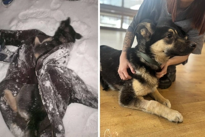 Спасённый щенок Хола идёт на поправку