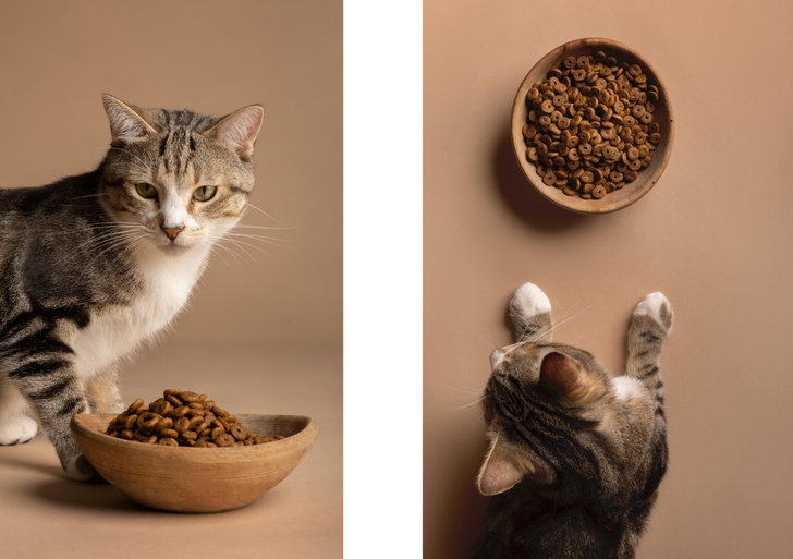 «Только не из холодильника!»: ветеринар объяснила, почему стоит подогревать кошачий корм