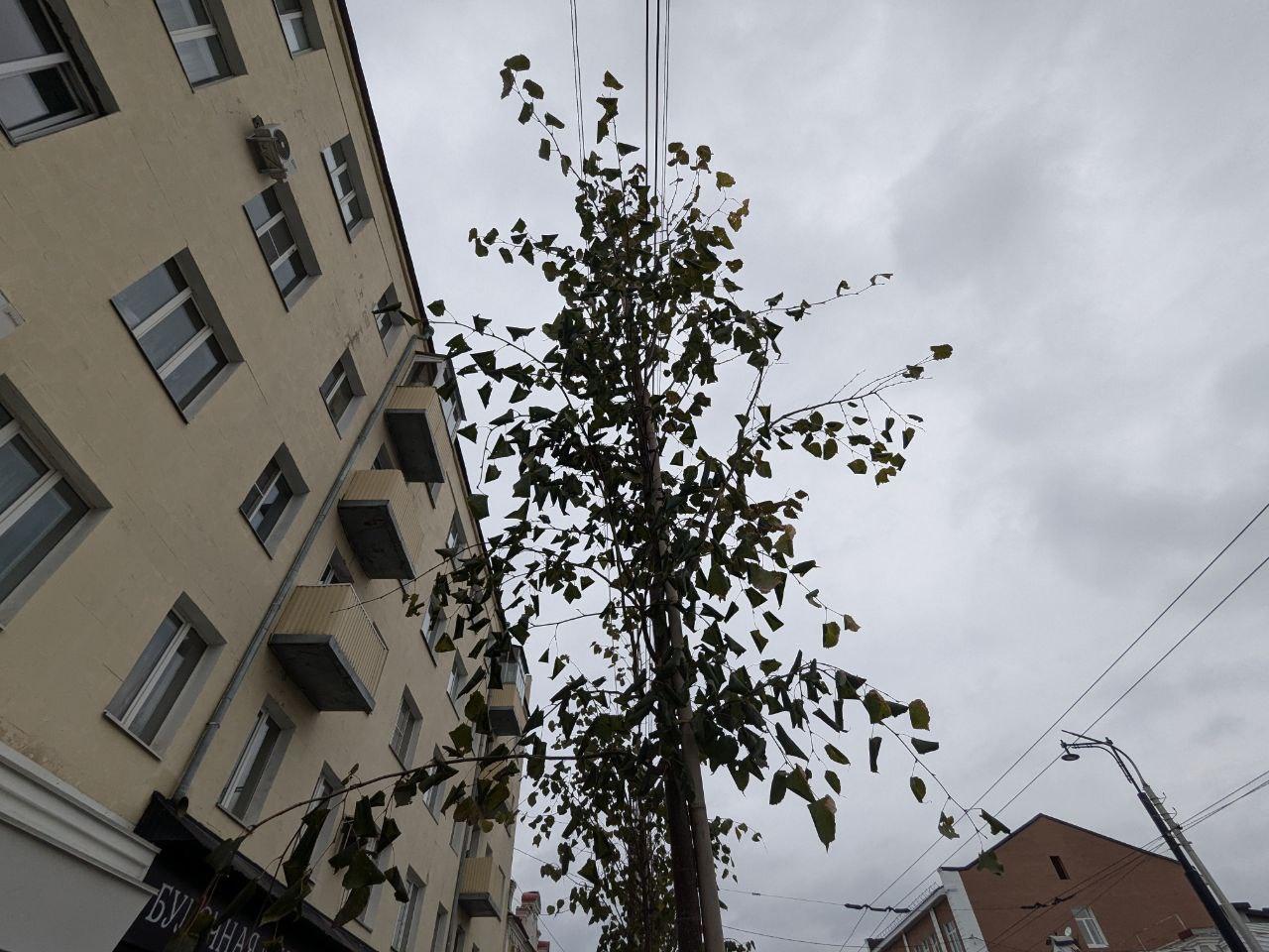 «Могут стать угрозой для жизни»: в центре Уфы снова спилят деревья