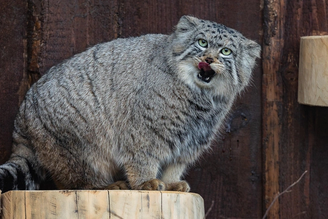 Манул Борис быстро освоился в Красноярске | Источник: «Роев ручей» / Vk.com