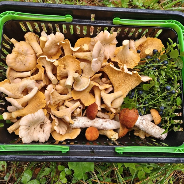 Источник: «Грибы и грибники Екатеринбурга и Свердловской области» / Vk.com