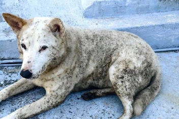 «Почернели люди и животные»: что за «черный дождь» в Туапсе и как справиться с паникой из-за эко-катастрофы