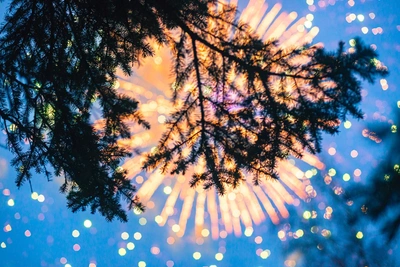 Архангельск останется без новогоднего салюта