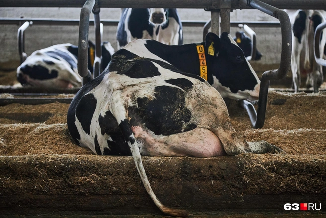 Источник: Роман Данилкин / 63.RU