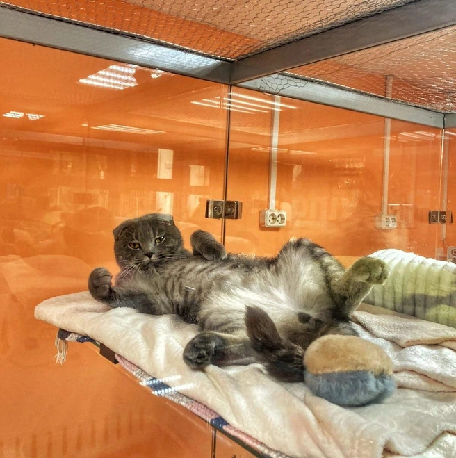 Многие современные гостиницы для животных предлагают стеклянные номера | Источник: «Совcем как дома» / Vk.com