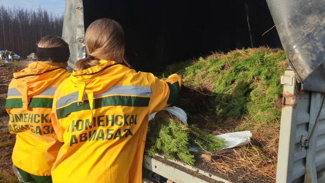 За пять лет проведения акции работники лесной отрасли и жители Тюменской области посадили свыше 2&nbsp;млн деревьев на площади 512 га. В прошлом году участники акции высадили в регионе больше 315&nbsp;000 саженцев ели и сосны | Источник: пресс-служба Департамента лесного комплекса Тюменской области