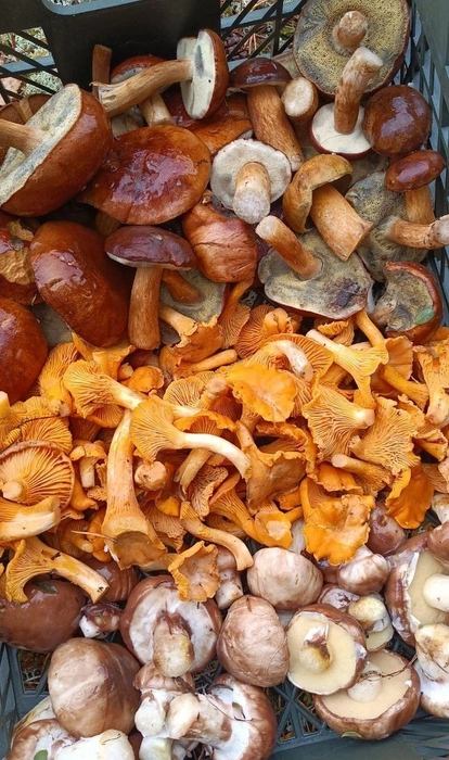 Вот такой богатый урожай можно собрать в Балахнинском районе | Источник: Юлия Михайловна, gribinizhegorodskoyoblasti /vk.com