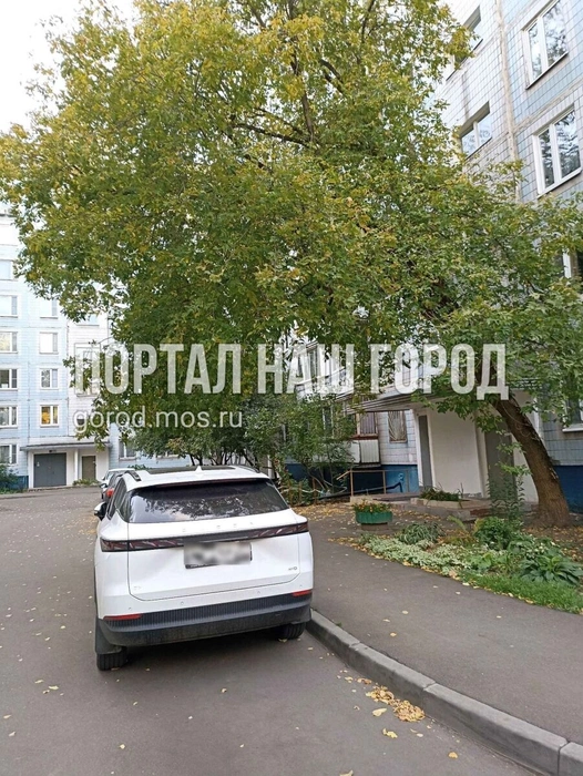 Ветки грозят рухнуть на машину | Источник: gorod.mos.ru