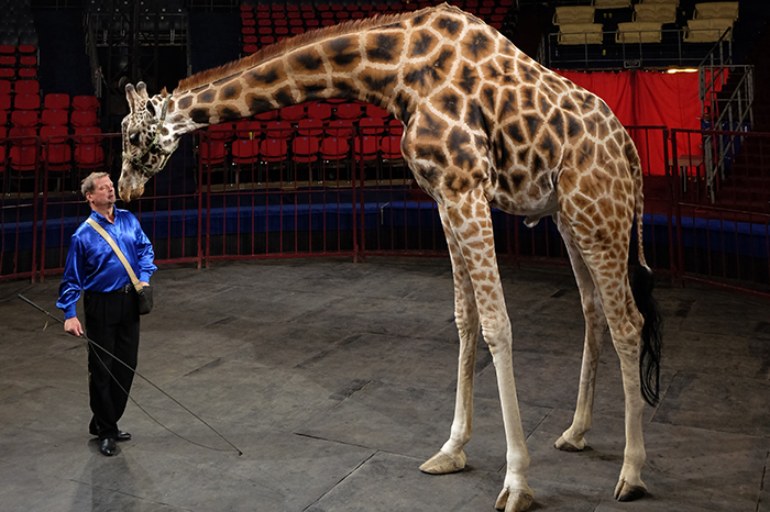 В московском цирке впервые выступят жираф и козел-канатоходец