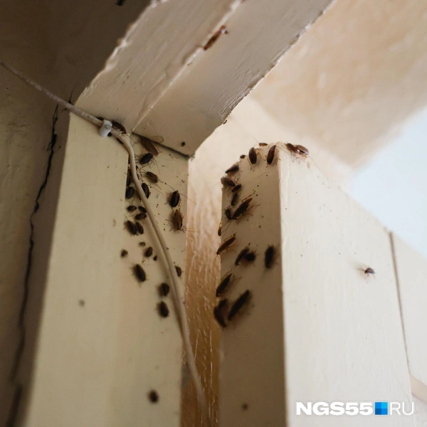В какую щель ни загляни, оттуда лезут тараканы | Источник: Евгений Софийчук / NGS55.RU