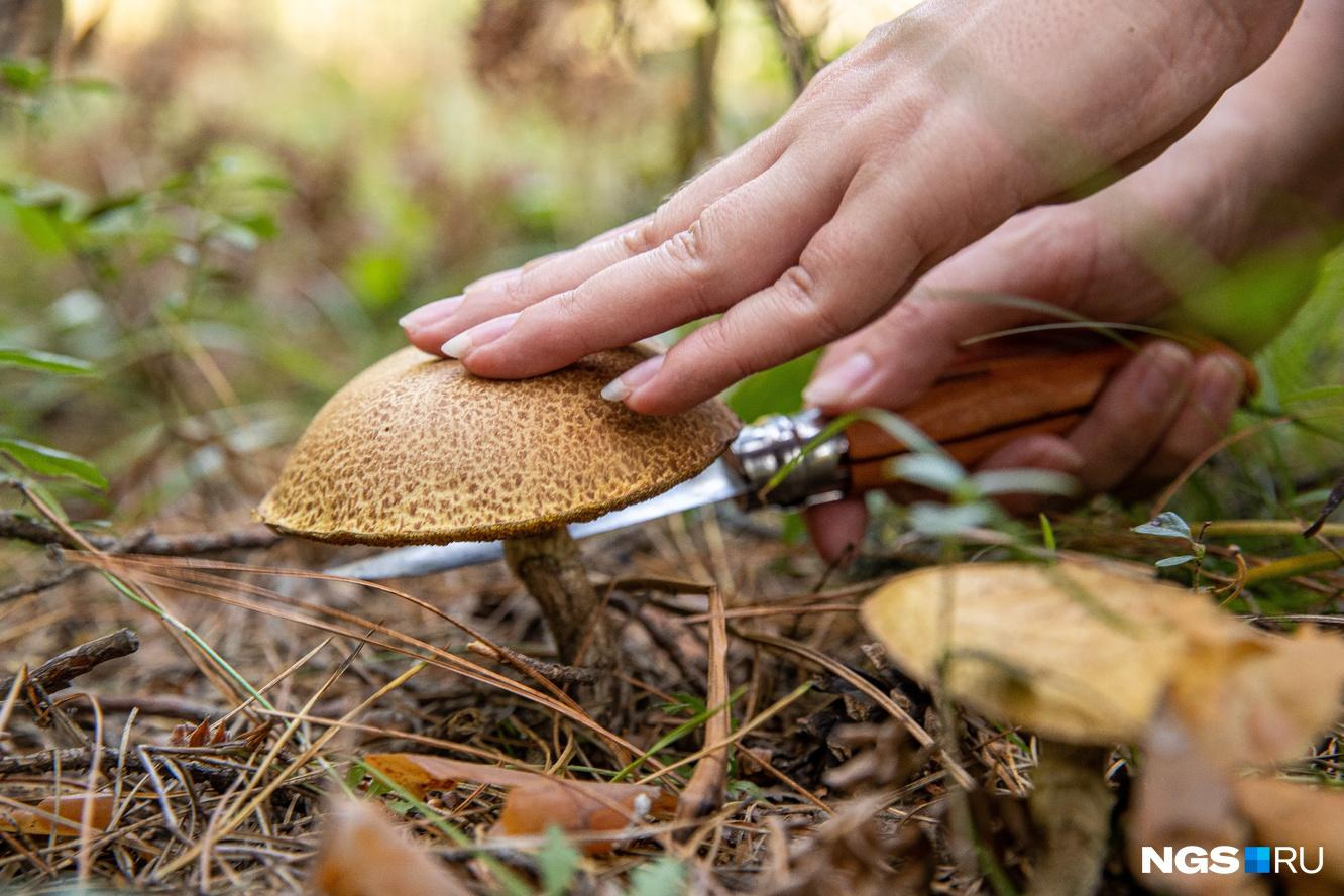 Mushroom Identify (признать гр