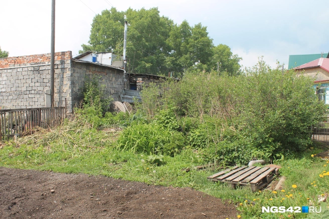 За два года вся территория заросла кустарниками | Источник: Лера Городецкая / NGS42.RU