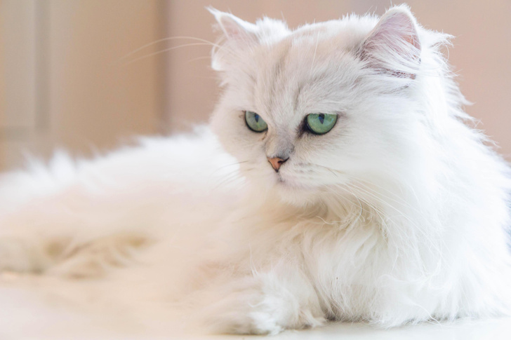 10 пород кошек, которые считаются самыми вредными