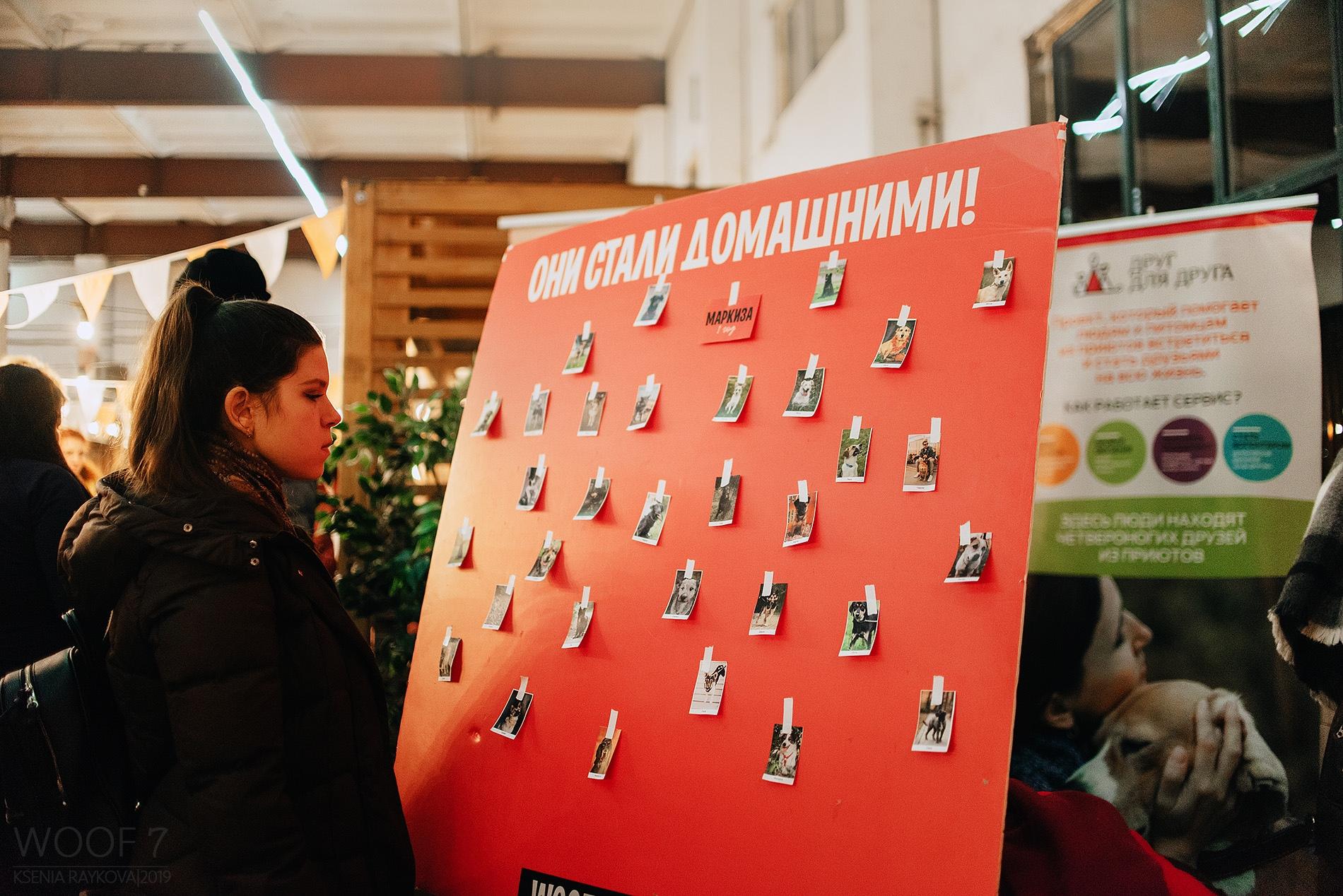 В поисках своего хозяина. В Краснодаре в эти выходные пройдет большой фестиваль помощи животным