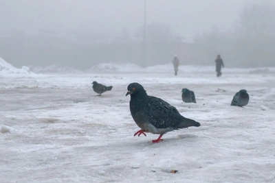 Уфа в густом тумане 16 марта: фоторепортаж