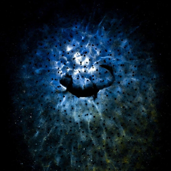 Победитель в номинации «Другие животные» | Источник: Tibor Litauszki / European Wildlife Photographer of the Year 2025