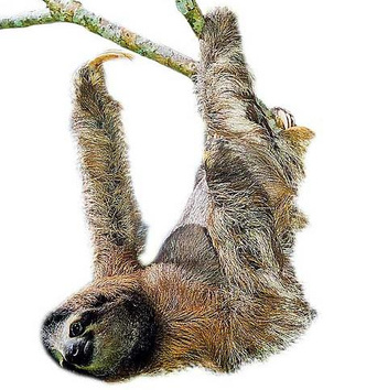 Древесные тихоходы: как ленивцы идеально приспособились к жизни в кронах