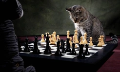 Самые смешные фото котов в октябре 2025 года