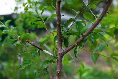 В Чите планируют двухрядное озеленение дорог