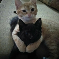 Аватарка Mur mur