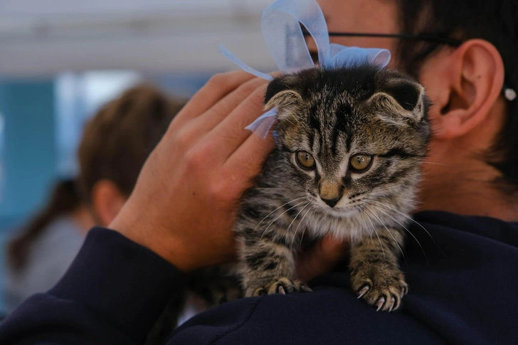 «Давай поможем»: 22 питомца обрели новый дом во время арт-пикника в Алматы | Источник: Анастасия