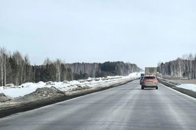 В Тюмени на трассе сбили лося из-за отсутствия предупреждающих знаков