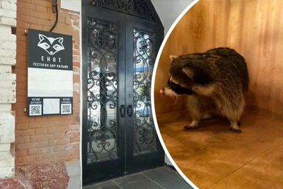 Саратовцы требуют изъять енота Мико из кальянной