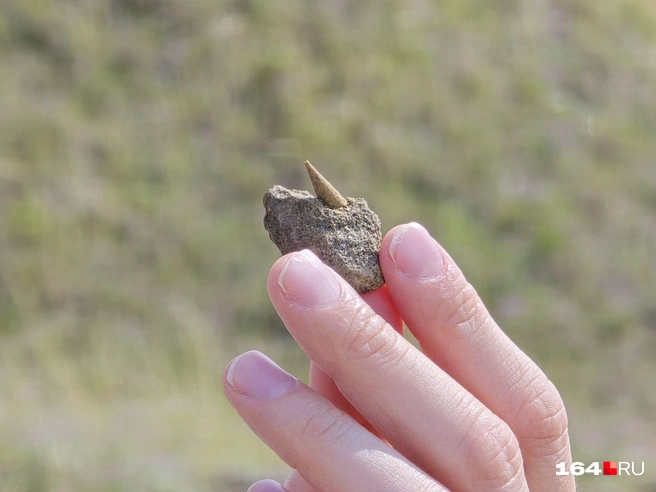 Вот еще улов: это точно ростр | Источник: Семен Коротов-Майбах / 164.RU