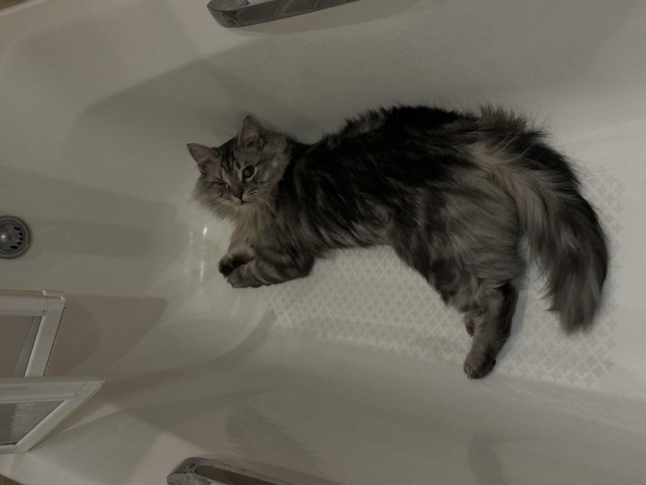 «За время жизни с ним у меня не появилось чувств»: в Перми ищут дом одноглазому коту, от которого отказалась хозяйка