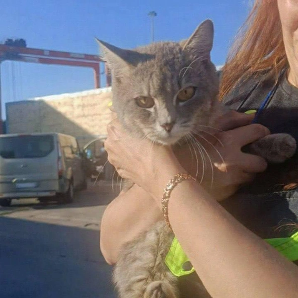 Мафик из контейнера: кот из Ленобласти тайно пересёк море и нашёл новый дом | Источник: «Фонтанка»