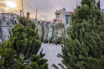 Где купить новогоднюю елку в Барнауле