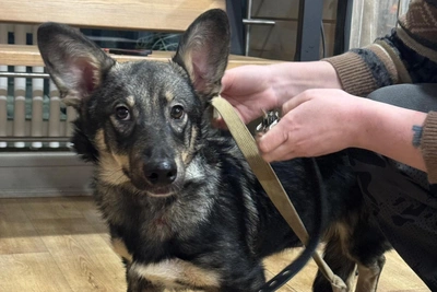 Maimed Puppy with Taped Paws Brought to Shelter, Owner Disowns