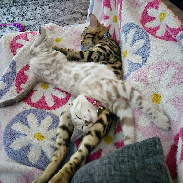 Смешные коты вповалку друг на дружке (15 фото) | Источник: соцсеть