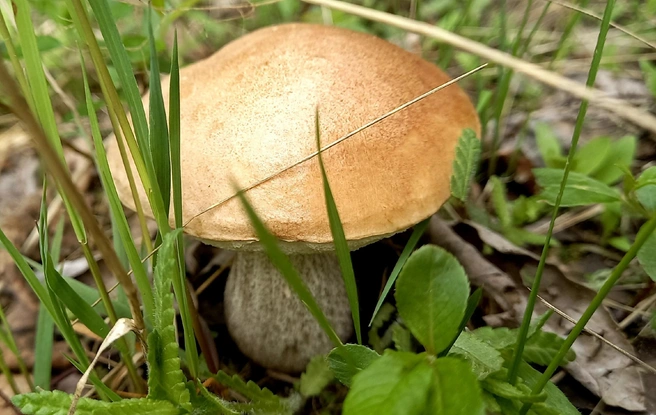 Такой гриб был найден в поселке Луковецком Холмогорского округа 8 июня | Источник: Нина Бондарева